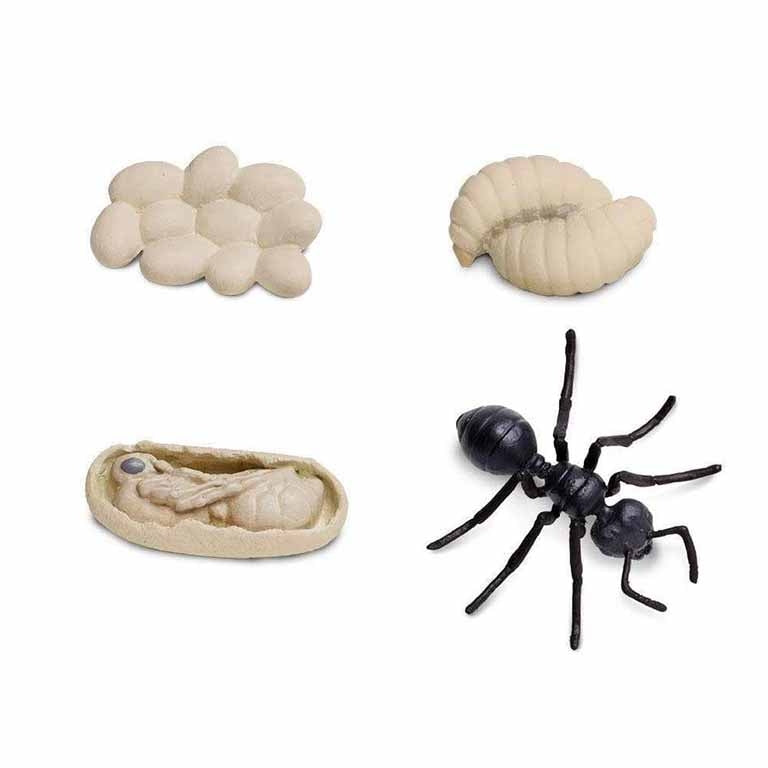 Figuras Coleccionables Ciclo De Vida De La Hormiga