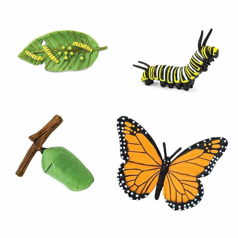 Figuras Coleccionables Ciclo De Vida De La Mariposa Monarca