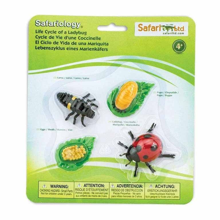 Figuras Coleccionables Ciclo De Vida De La Mariquita
