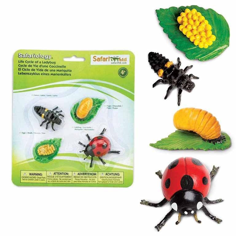 Figuras Coleccionables Ciclo De Vida De La Mariquita
