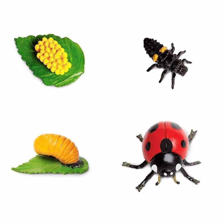 Figuras Coleccionables Ciclo De Vida De La Mariquita