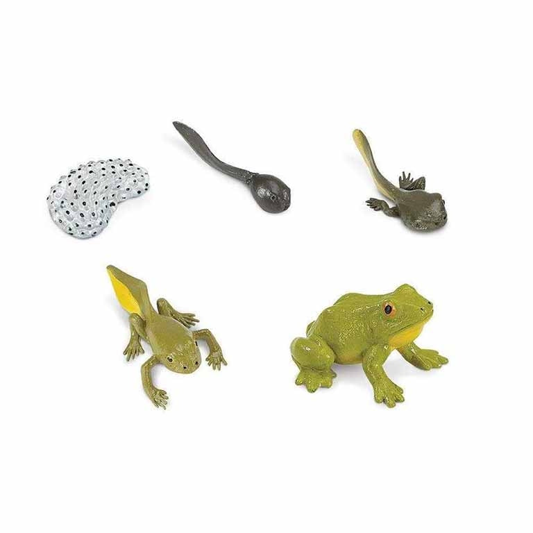 Figuras Coleccionables Ciclo De Vida De La Rana