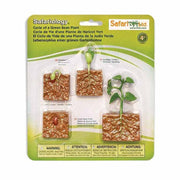 Figuras Coleccionables Ciclo De Vida De Las Plantas