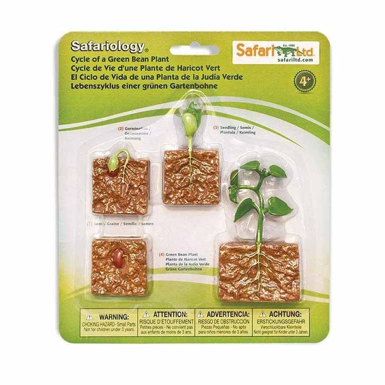 Figuras Coleccionables Ciclo De Vida De Las Plantas