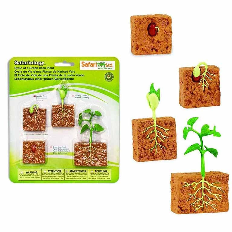Figuras Coleccionables Ciclo De Vida De Las Plantas