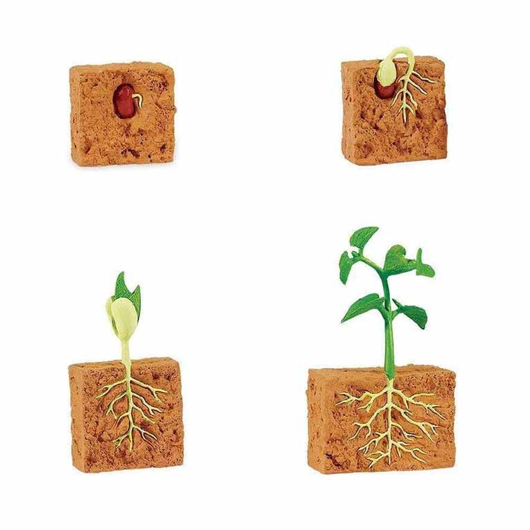 Figuras Coleccionables Ciclo De Vida De Las Plantas
