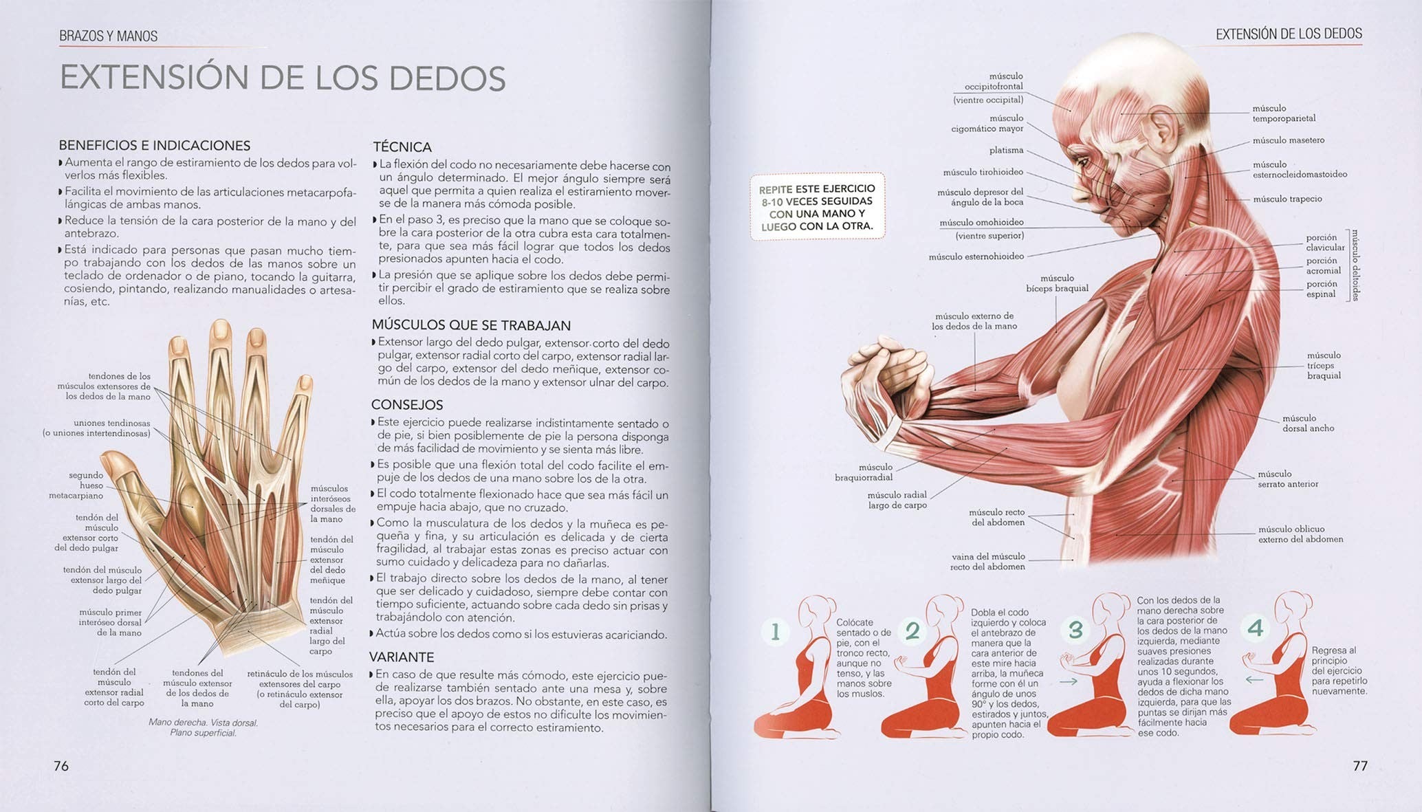 Atlas Ilustrado Estiramientos y Flexiones