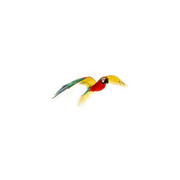 Guacamaya