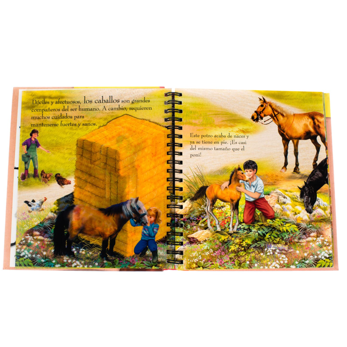 Libro Caballos Y Ponis