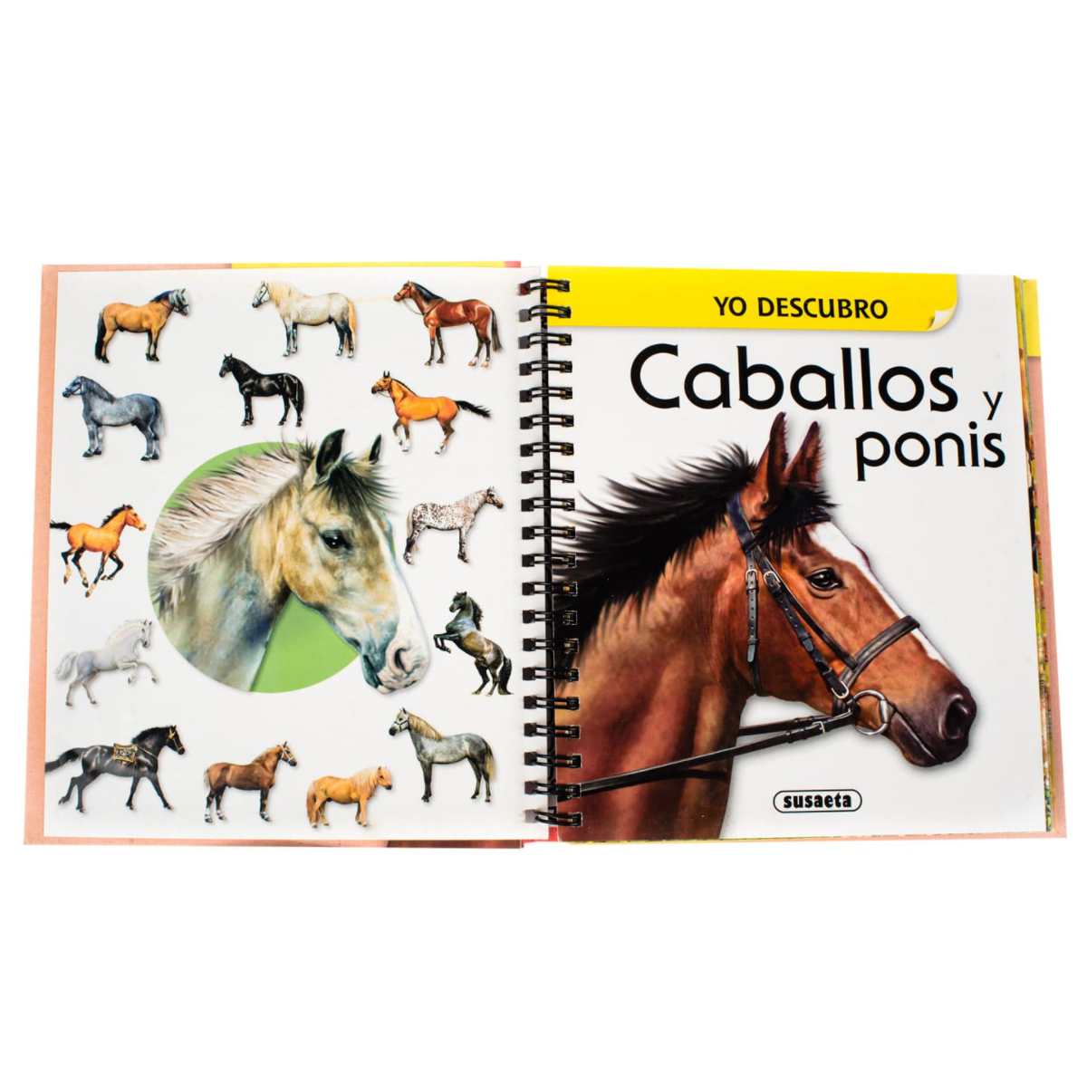 Libro Caballos Y Ponis