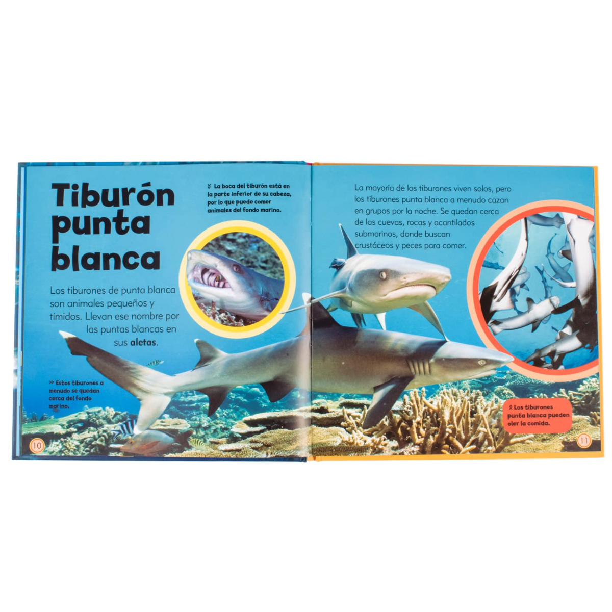 Mi Pequeño Libro de Tiburones