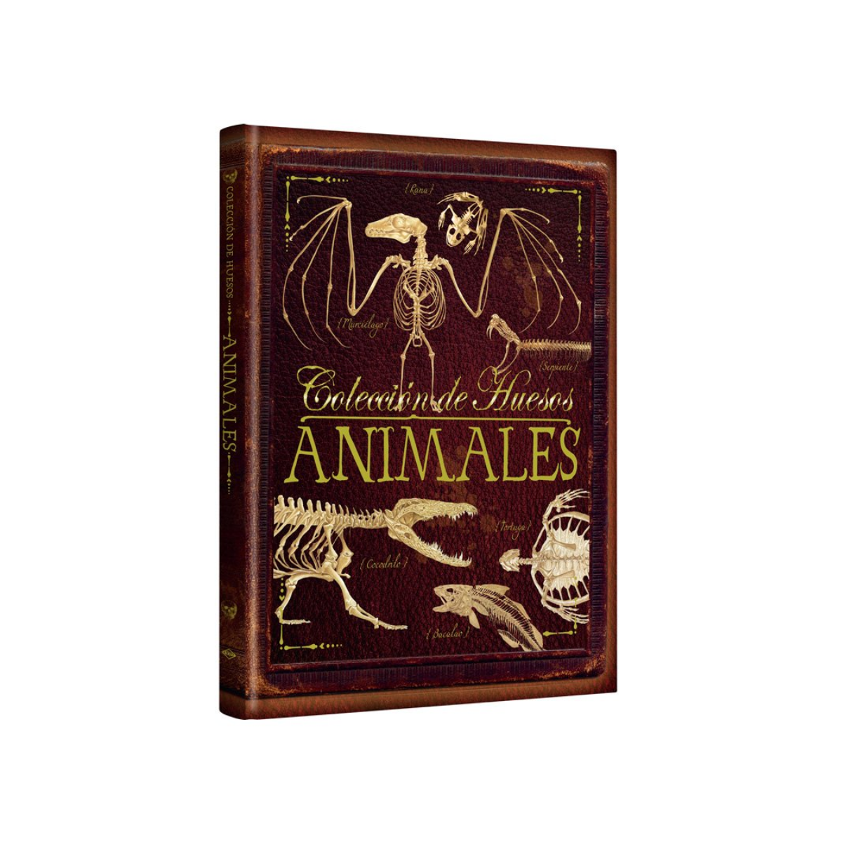 Colección de Huesos de Animales