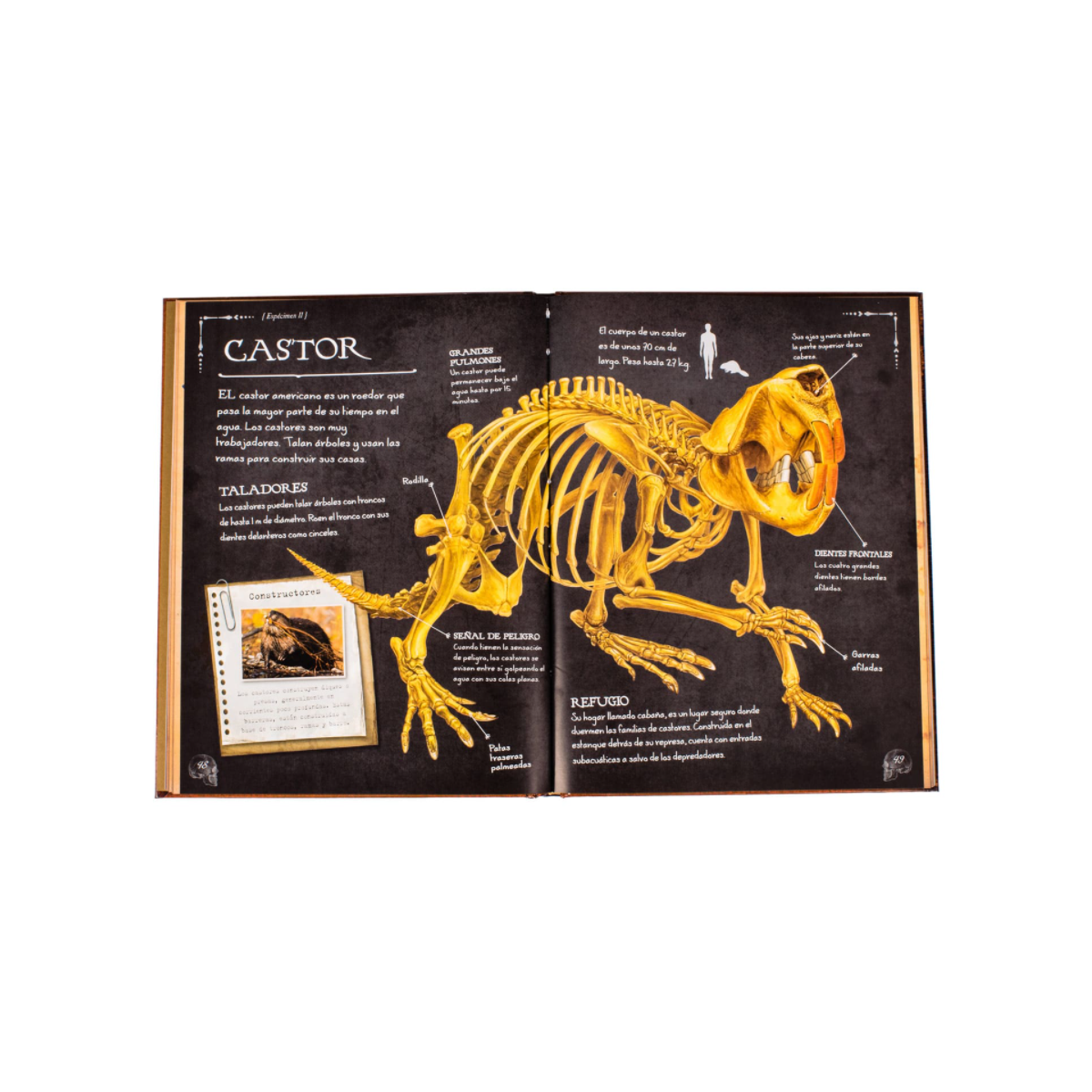 Colección de Huesos de Animales