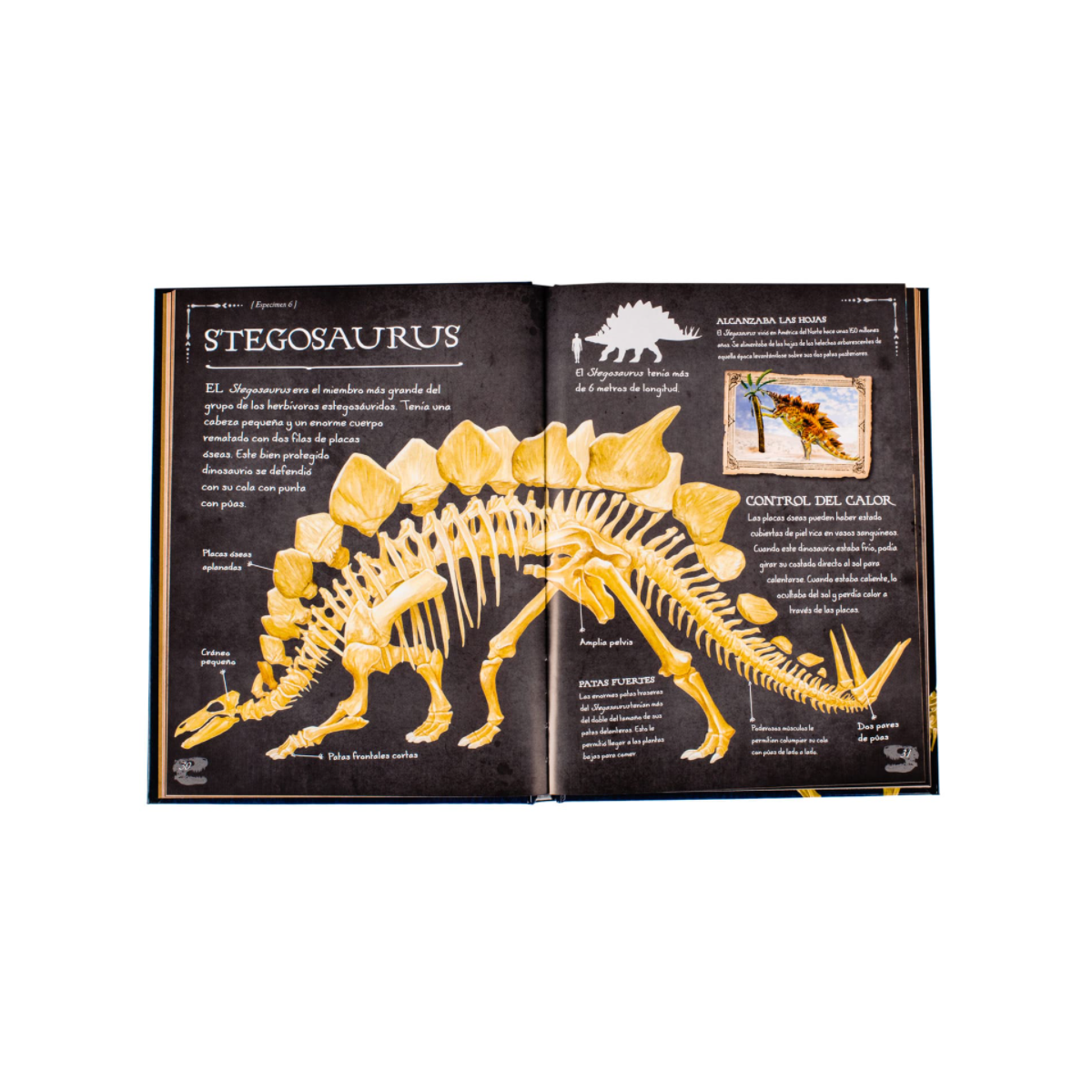 Colección de Huesos de Dinosaurios