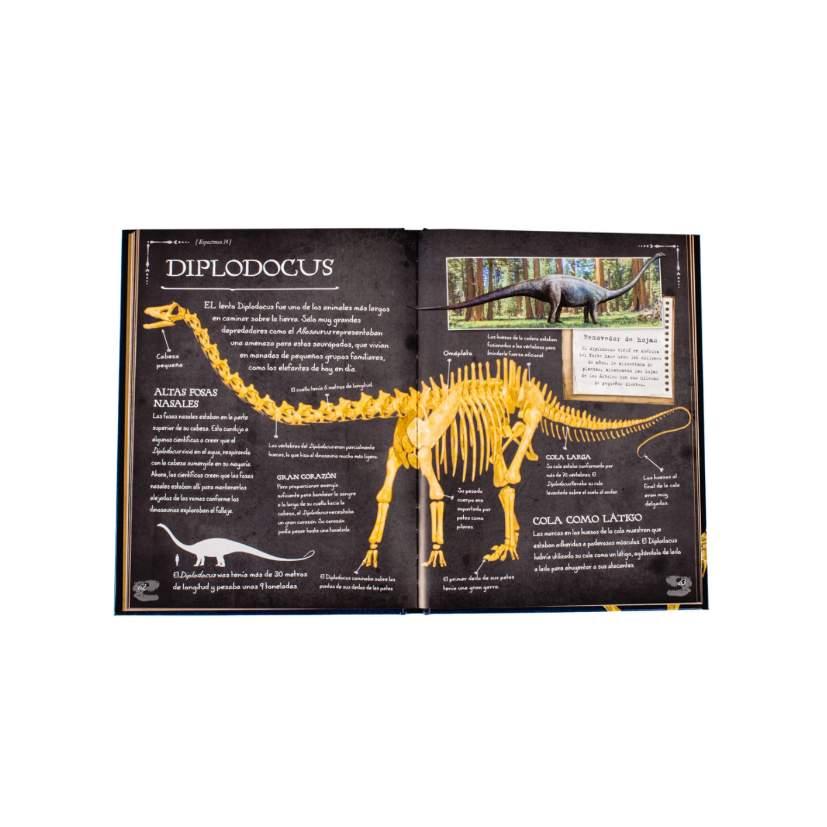 Colección de Huesos de Dinosaurios