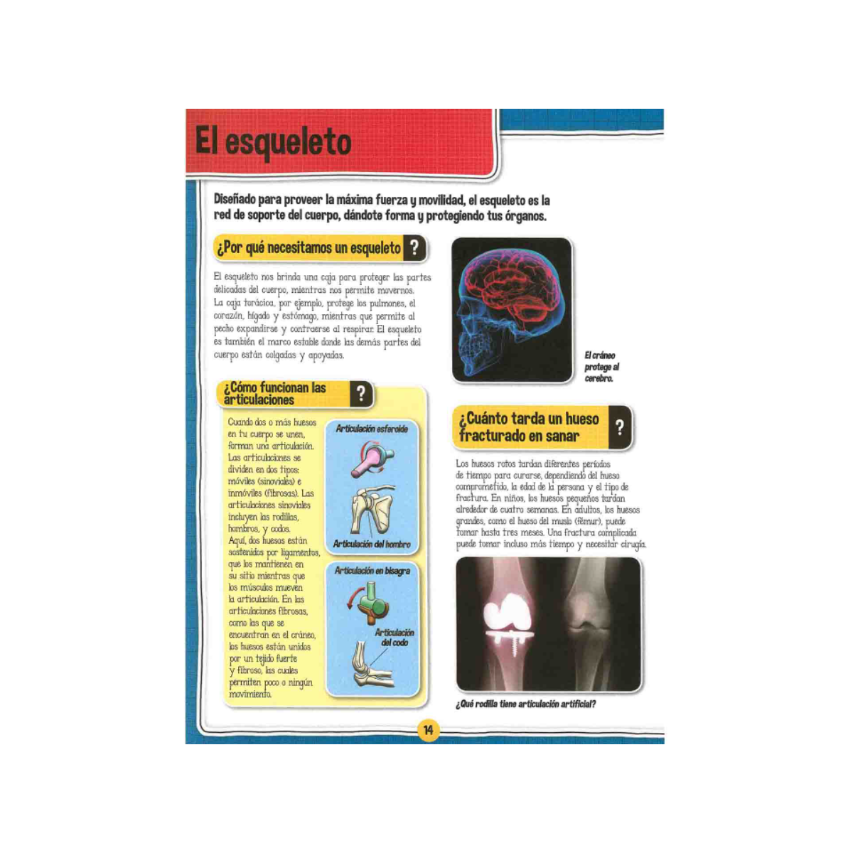 El Fascinante Cuerpo Humano + Maqueta