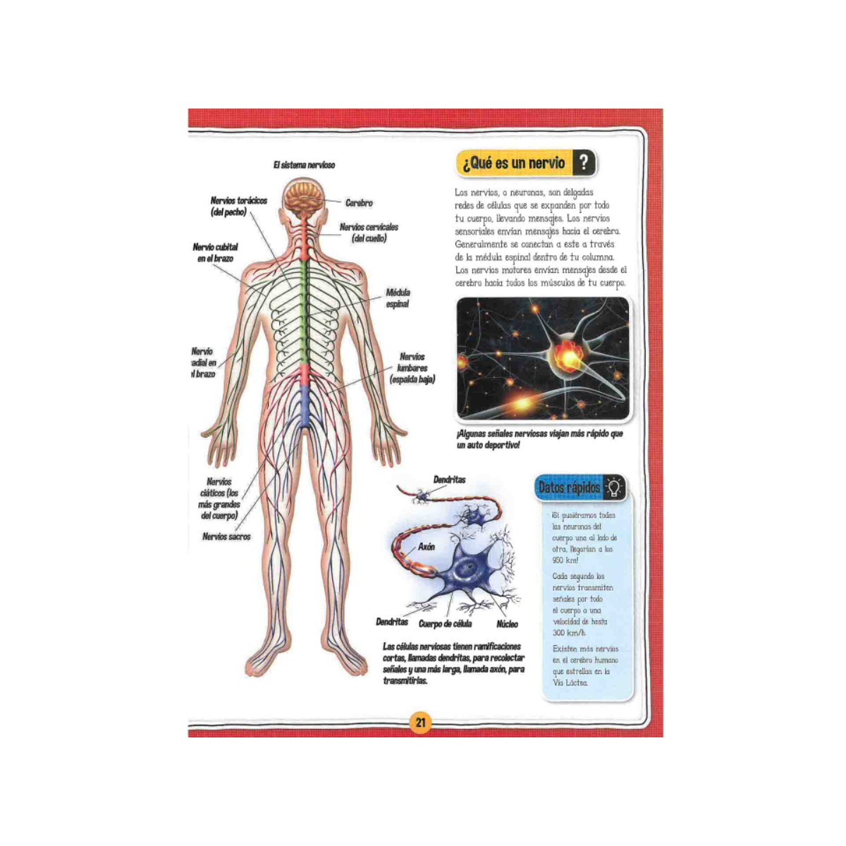 El Fascinante Cuerpo Humano + Maqueta