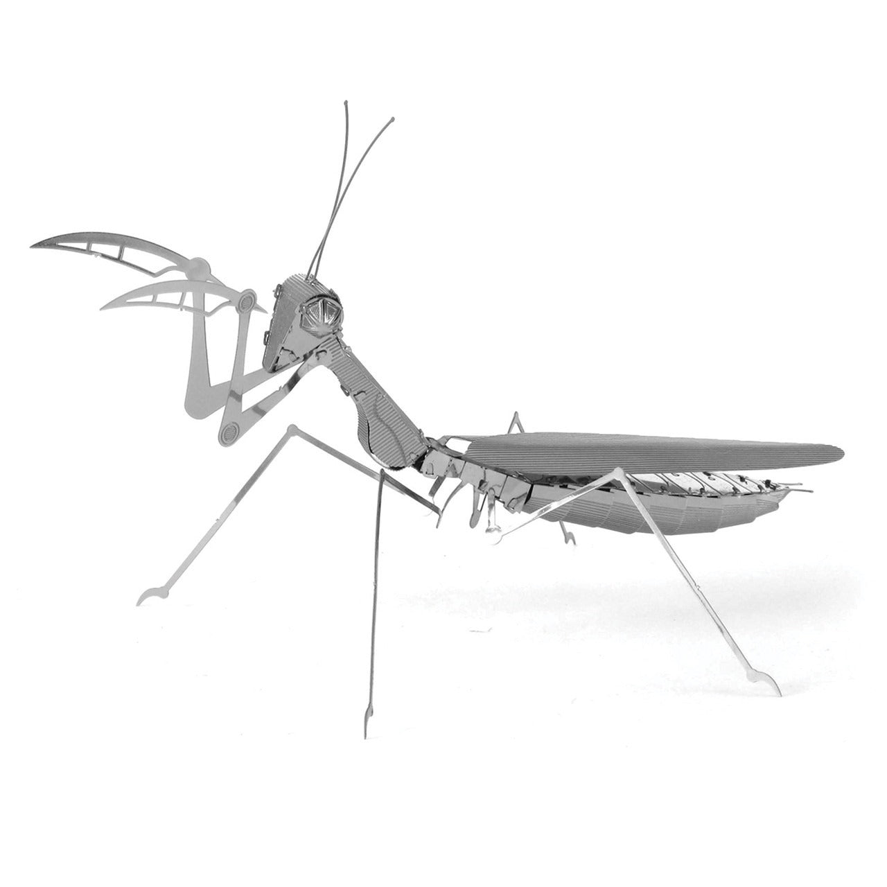 Mantis Religiosa