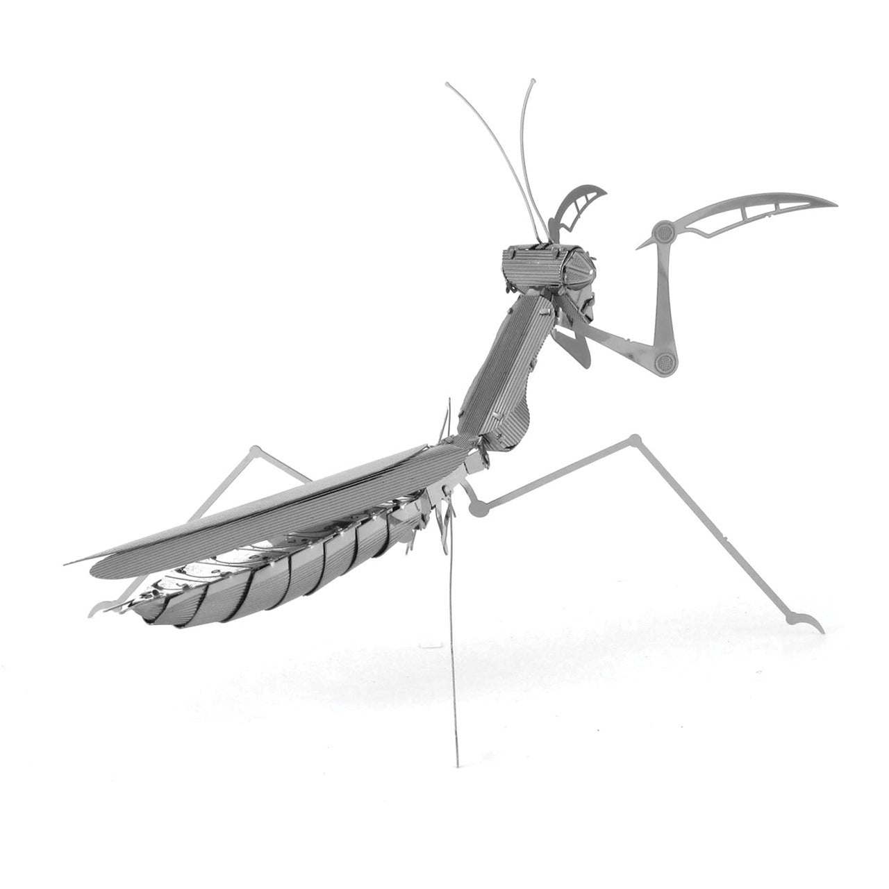 Mantis Religiosa
