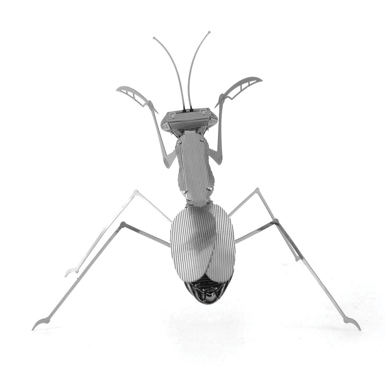 Mantis Religiosa