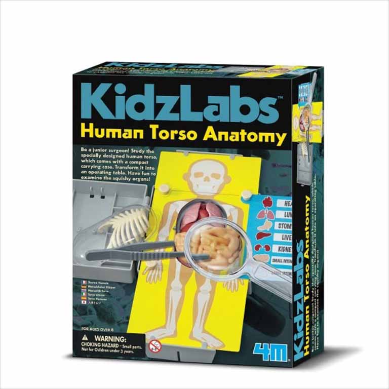 Anatomia Del Torso Humano