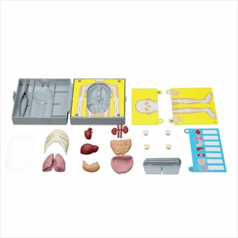 Anatomia Del Torso Humano